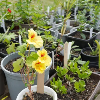 Plant sales at the Langdon Open Garden.