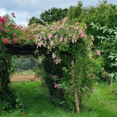 Rose arch at Moat Farm