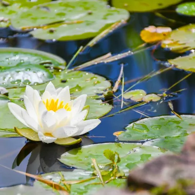 A waterlily on the pond at Tyland Barn.