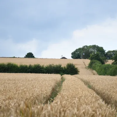 Hoathly Farm arable land