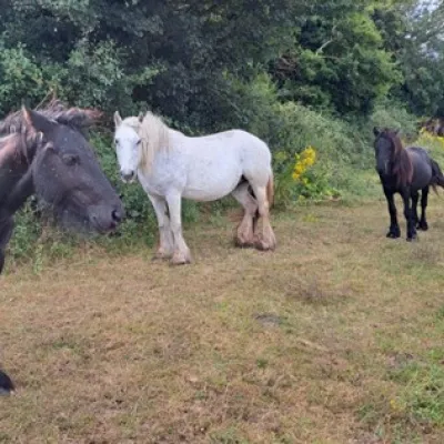 Three fell ponies standing together, one white, two black.