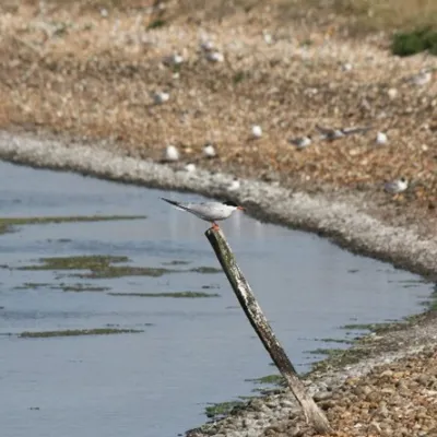 Common tern perched on wooden post.