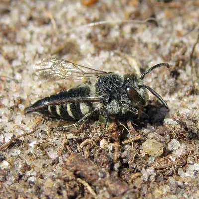 Coelioxys mandibularis