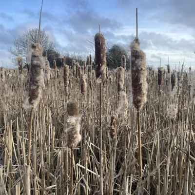 Reed mace