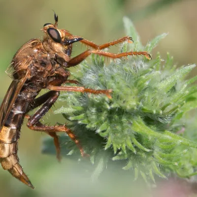 Hornet Robberfly