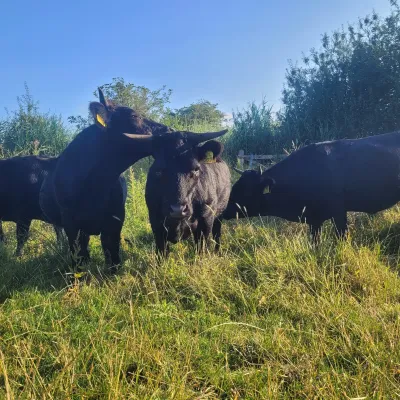 Mini Dexters at Conningbrook Lakes
