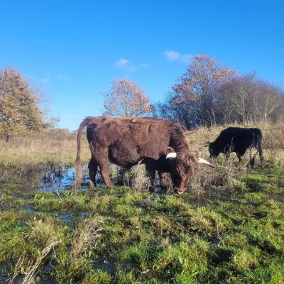 Brown Mini Dexter at Conningbrook Lakes