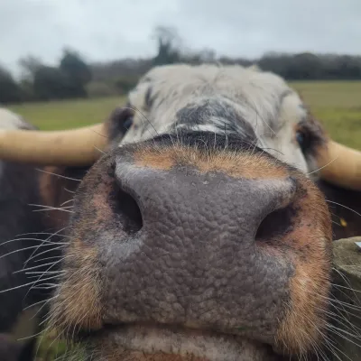 Longhorn Cow at Queendown