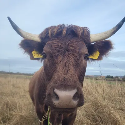 Brown Mini Dexter at Conningbrook Lakes