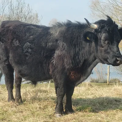 Mini Dexter in her Winter Coat at Conningbrook Lakes