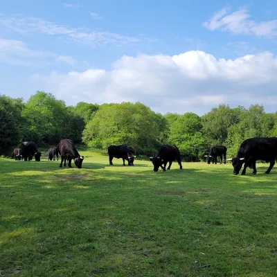 A Herd of Dexters Grazing at Shorne