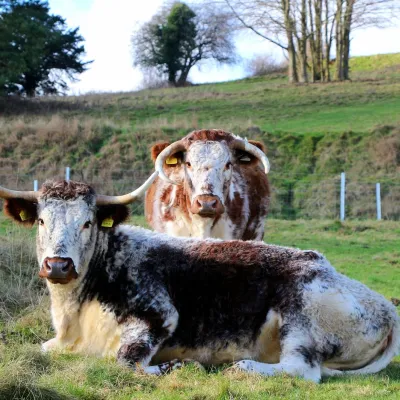 Longhorn Cattle at Heather Corrie Vale in Sevenoaks
