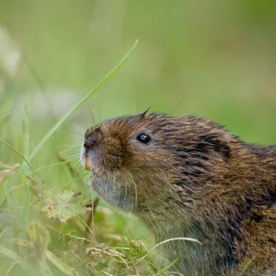Water vole