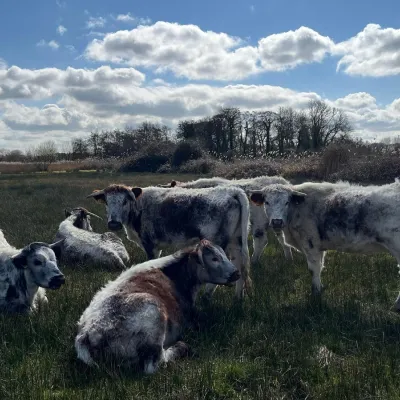 Longhorn Cattle at Ham Fen