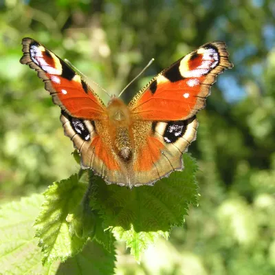 Peacock butterfly on a leaf