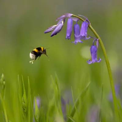 Bumblebee and a bluebell