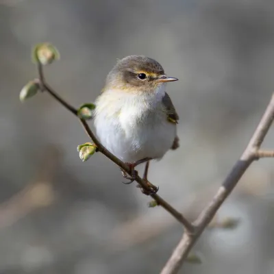 Chiffchaff on a branch