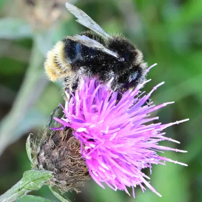 Red Tailed Cuckoo Bee