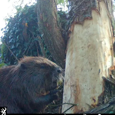 Beaver chewing bark 