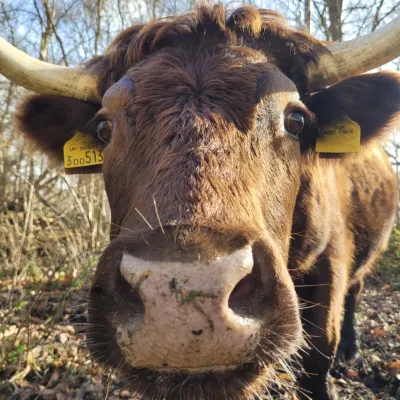 Brown Dwarf Dexter Cow 