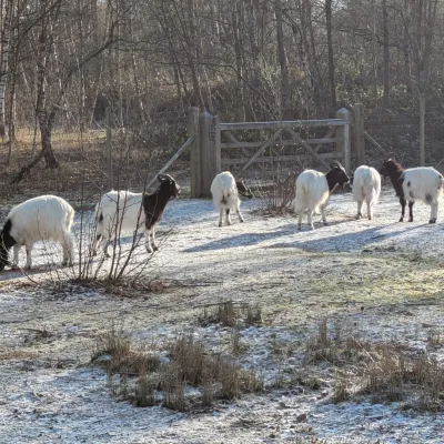 Six Baggot Goats Grazing in the Snow