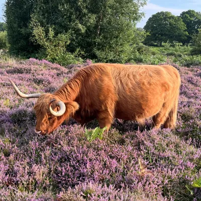 Highland Cow Grazing Heathland