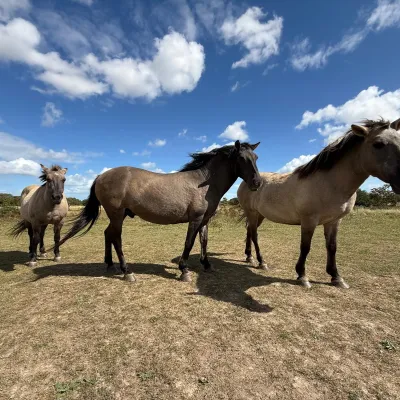 Three Konik Ponies 