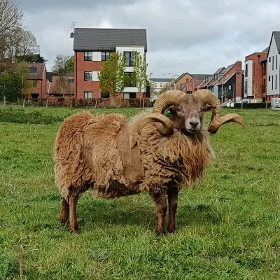 Boreray Ram at Leybourne 