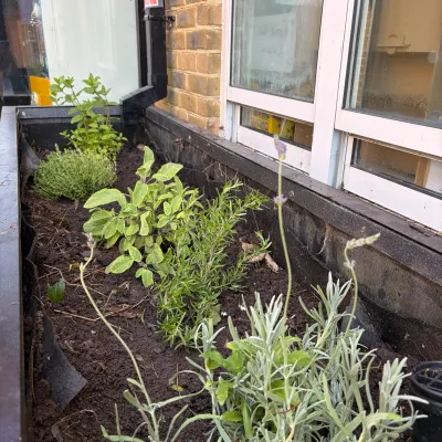Herb Garden
