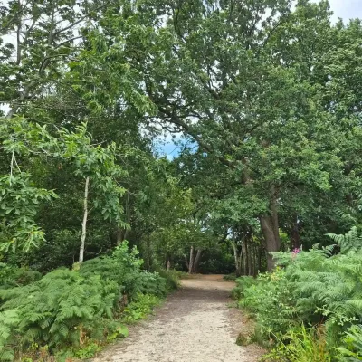 A path leading through Oaken Wood.