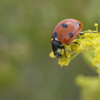 7-spot ladybird