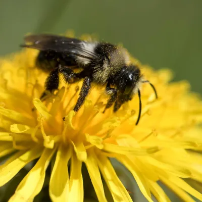 Andrena cineraria