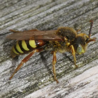 Nomada lathburiana
