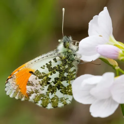 Orange tip butterfly
