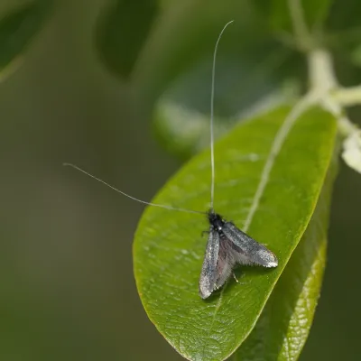 Green longhorn moth