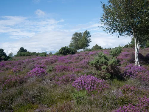 Lowland heathland