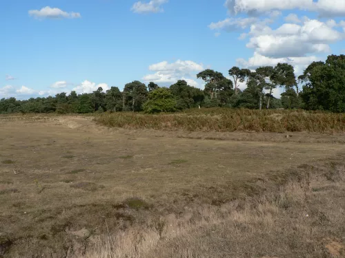 Lowland dry acid grassland