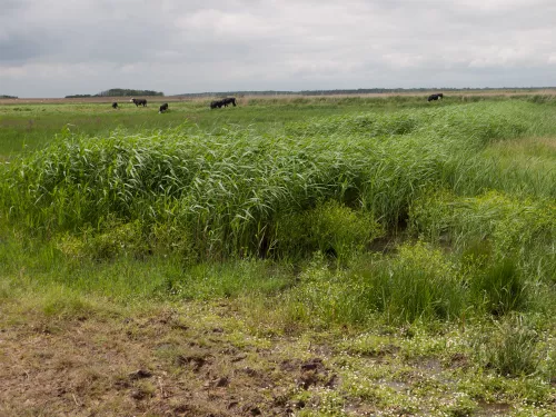 Coastal and floodplain grazing marsh