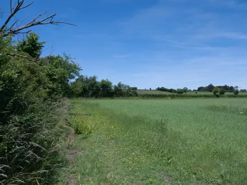 Farmland hedgerow