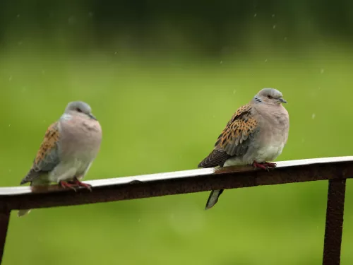 Turtle doves