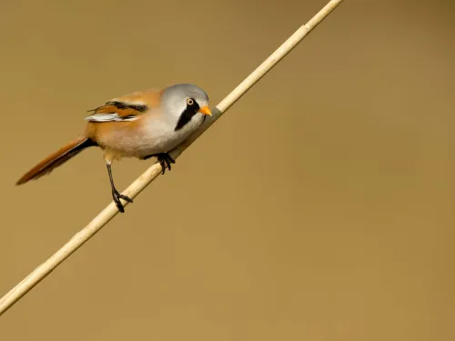 Bearded tit