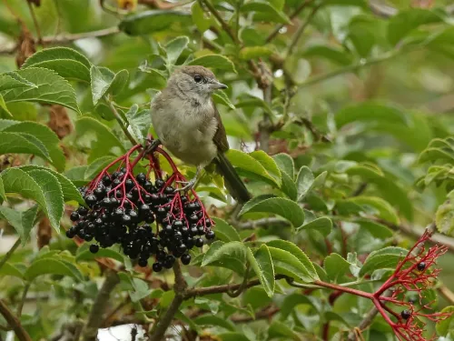 Blackcap female