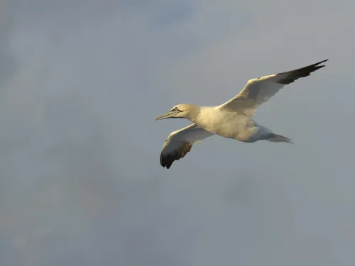 Gannet