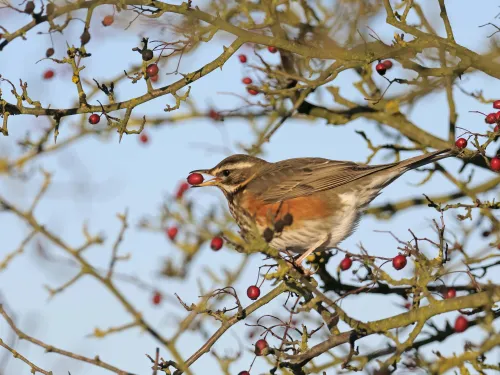 Redwing with hawthorn berry