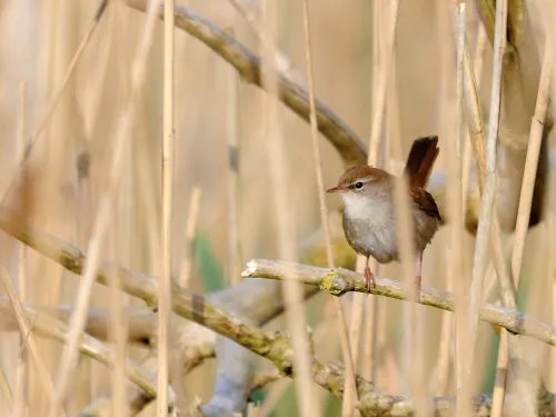 Cetti's warbler