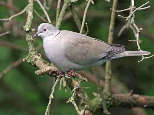 Collared dove