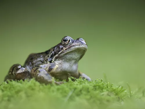 Common frog