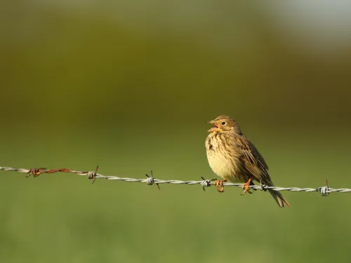 Corn Bunting