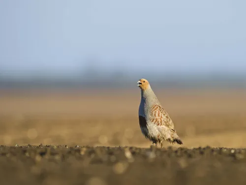 Grey partridge