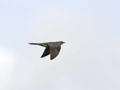 Cuckoo in flight